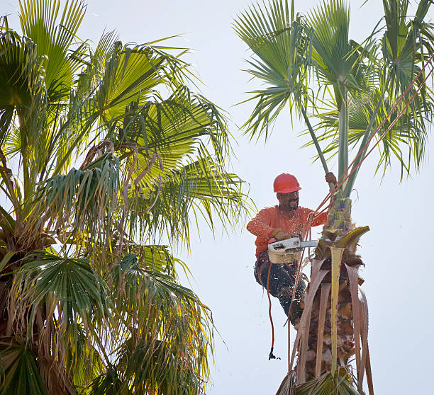 Best Tree Root Removal  in Greenville, MI